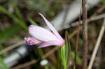 Rose pogonia <BR>Snakemouth orchid